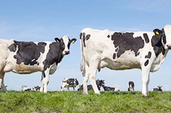 Kansas implements new dairy cattle movement order